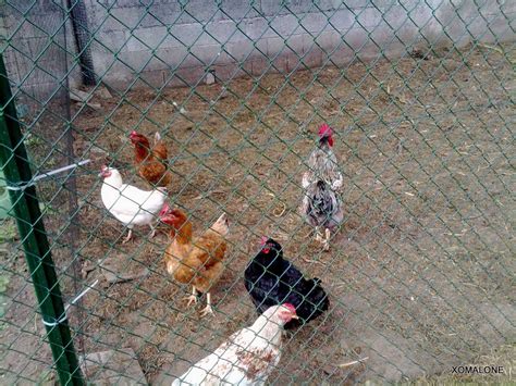 Descubre imágenes y videos sobre piltrafa de todo el mundo en we heart it. Gallinas y gallinero portátil