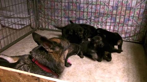 Maybe you would like to learn more about one of these? Newborn 2 week old German Shepherd puppies for sale VomWeiland - YouTube