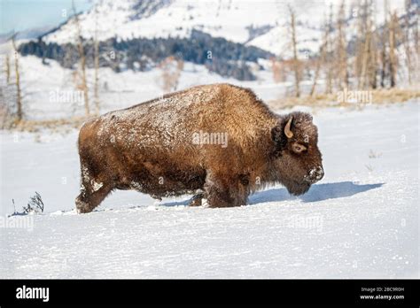 American Bison Wintering In The Yellowstone Stock Photo Alamy