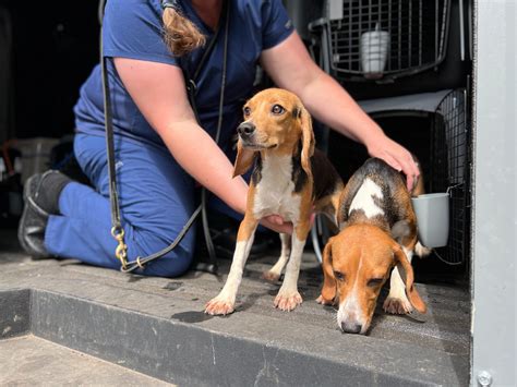 Humane Society Takes On Beagles Destined For Lab Testing The Reflector