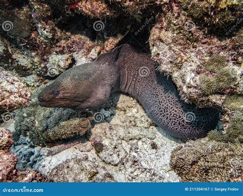 Writhing Moray Eel At The Bottom In The Indian Ocean Stock Image