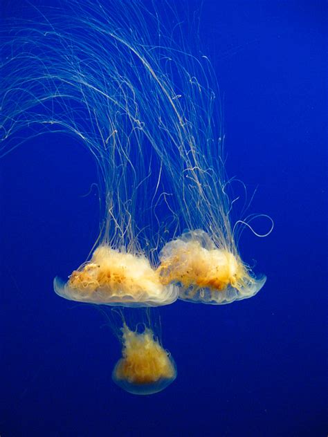 They have been swimming in arctic waters since before dinosaurs (over 650 million years ago) and are among some of the oldest. 50 Toddlers + One Dead Lion's Mane Jellyfish