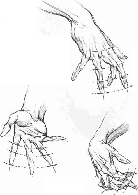 Proportions And Measurements Drawing Hands Joshua Nava Arts