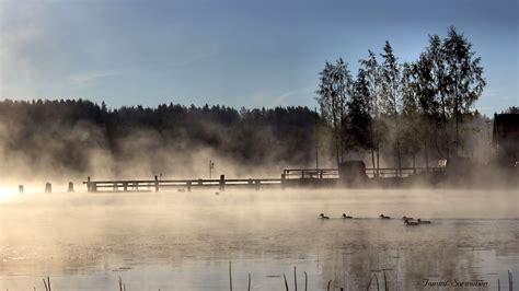 Wallpaper Morning Mist Lake Bird Water Birds Fog Duck Ducks