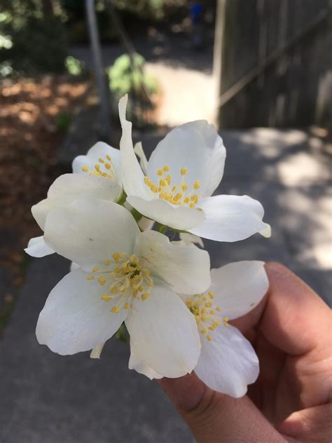 What Is This Sweet Smelling Flower In Seattle Rwhatsthisplant