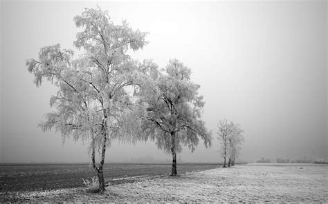 10 Most Popular Black And White Nature Background Full Hd 1080p For Pc