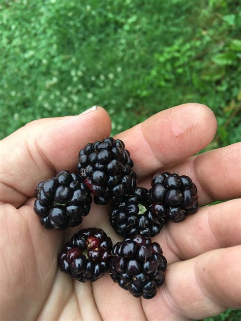 Triple Crown Blackberry Rock Bridges Trees