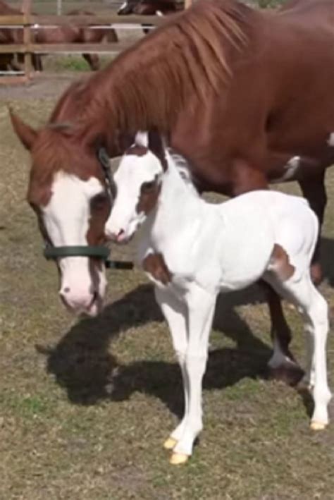 Mare Gives Birth Then Owners Realize How Truly Rare She Is By Seeing