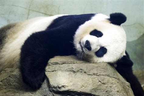 Panda Cam Is Ready As Smithsonian National Zoos Giant Panda Prepares