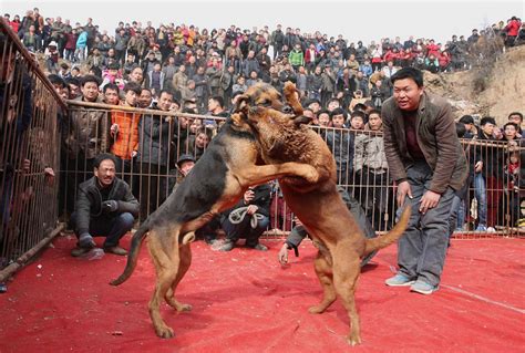 Dog Fighting To The Death In China Mirror Online