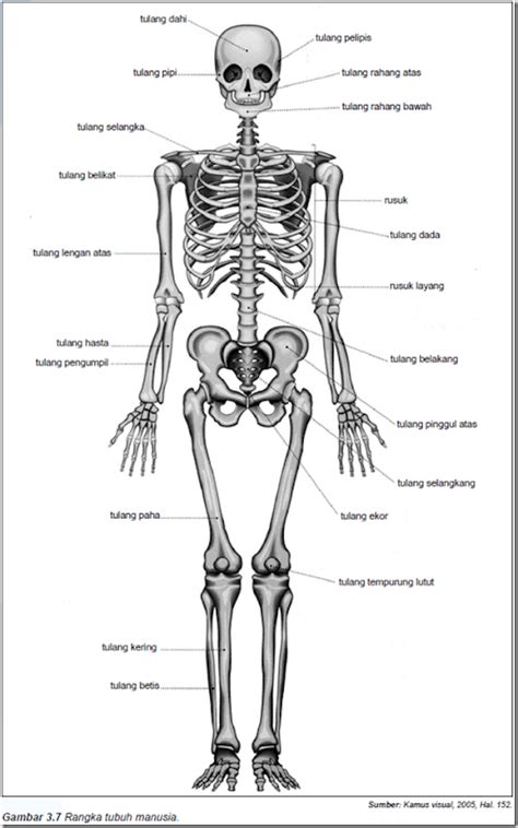 Struktur Tulang Yang Menyusun Tulang Pipa