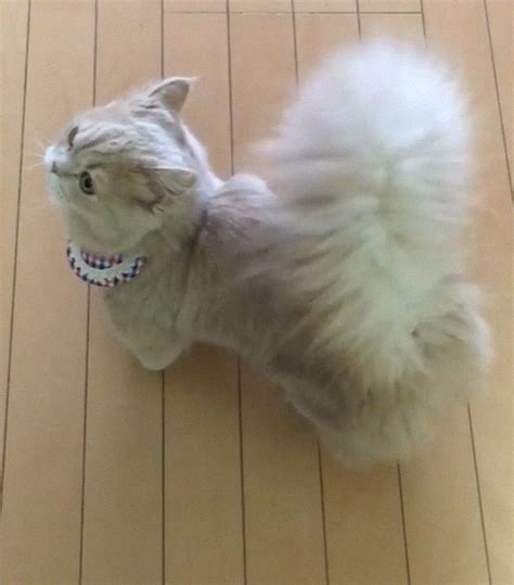 Mee Bell A Cat Has A Majestic Fluffy Tail Just Like A Squirrel
