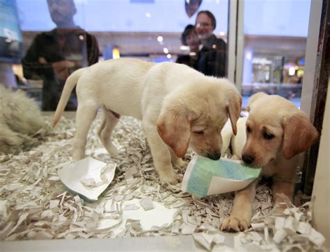Where Do Pet Store Puppies Come From