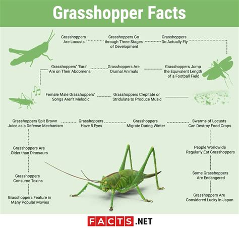 10 Grasshoppers Facts Behavior Flight Movement And More