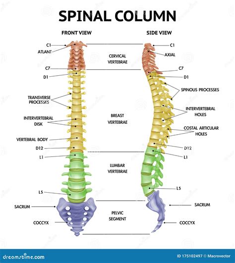 Human Spine Anatomy Chart Vertebral Column Stock Vector Royalty Free