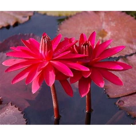 Red Flare Or Nymphaea Red Flare Night Blooming Water Lily Arizona