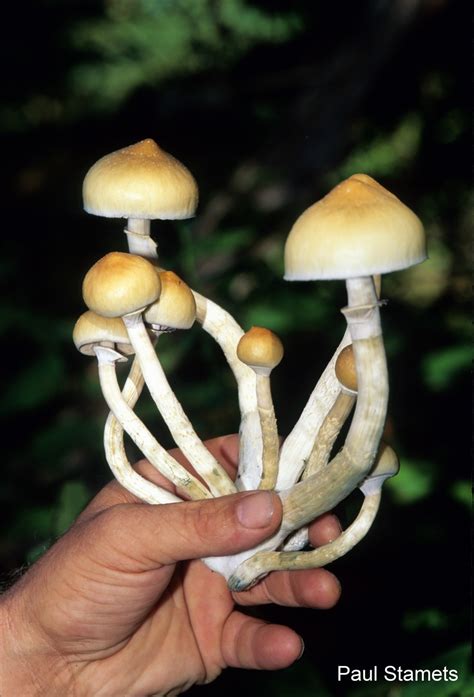Reclassification Recommendations For Drug In ‘magic Mushrooms Johns