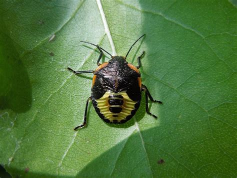 Green Stink Bug Nymph Virginia Green Stink Bug Acrostern Flickr