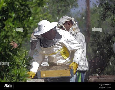 Les apiculteurs retirent les nids d abeilles d une ruche après avoir