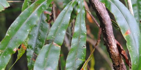 Oleandra Neriiformis Ferns And Lycophytes Of The World