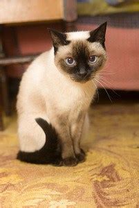 The siamese cat with its distinct color point patterns is one of the most popular breeds of domesticated cats in the world. Why Are Siamese Cats Mean - Guide To Behavior ...