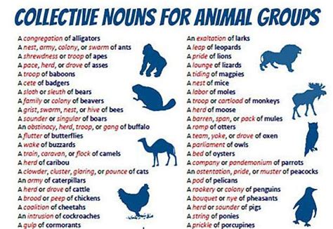 Maybe you would like to learn more about one of these? Collective Nouns For Different Animals - Barnorama