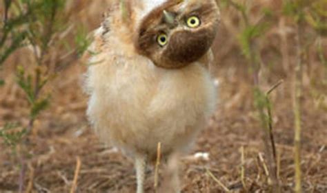 Curious Owl Turns World Upside Down World News Uk