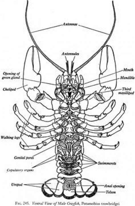 Crayfish Arthropods Arthropods Activity Crayfish Biology Arthropods