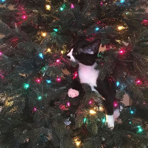 Christmas Trees Are A Cat Magnet Cat Christmas Tree Christmas