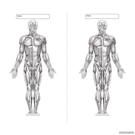 Blank Anatomy Muscle Worksheets Anatomy Worksheets