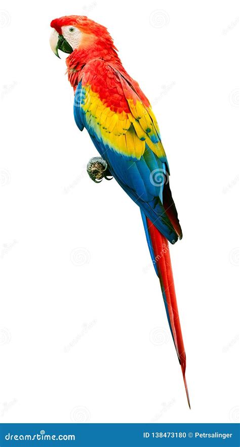 Scarlet Macaw Ara Macao Parrot Bird Isolated On White Background Large