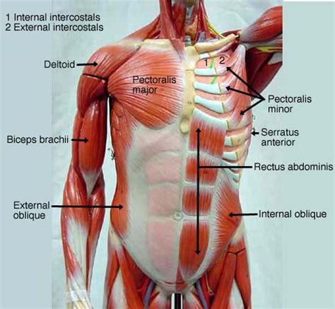Chest Muscles Diagram Labeled The Massive Muscle Anatomy And Body My