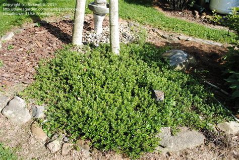 Healthy plants and happy customers are our top. PlantFiles Pictures: Arctostaphylos, Bearberry ...