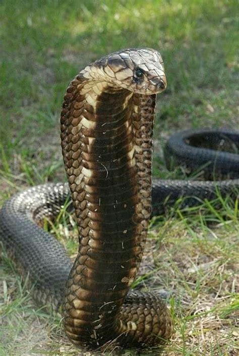 Pin By Lorrie Slone On Animals Beautiful Snakes King
