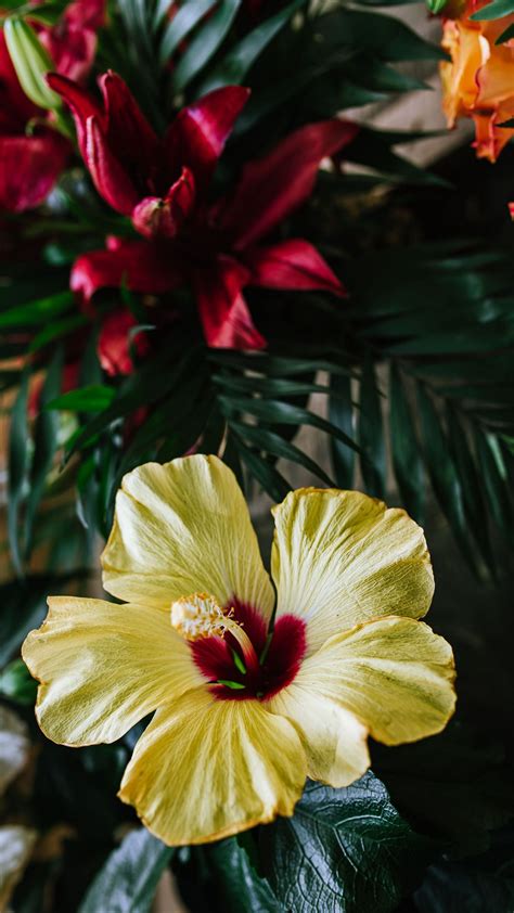 Download Wallpaper 1350x2400 Hibiscus Flower Yellow Tropical