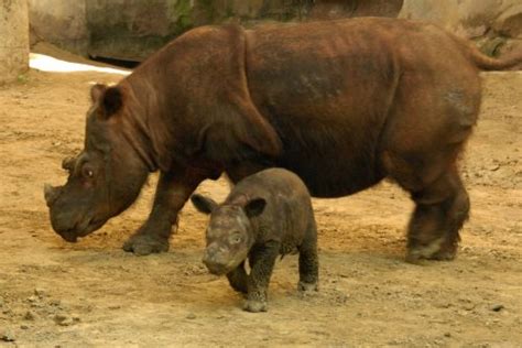 Sumatran Rhino Facts Anatomy Diet Habitat Behavior Animals Time