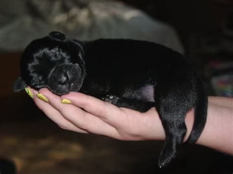 The best german shepherd puppies come from breeders, animal shelters, or rescuers. Newborn German Shepherd Puppies Pictures