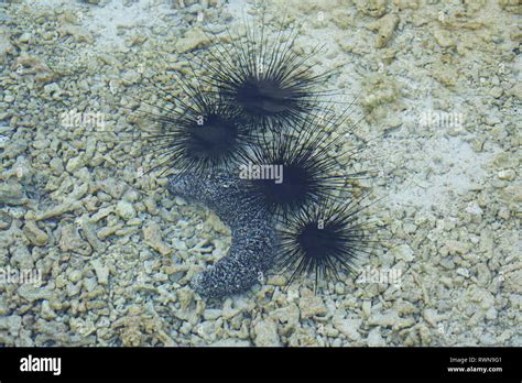 Underwater View Of Black Sea Urchin With Long Spikes In The Bora Bora