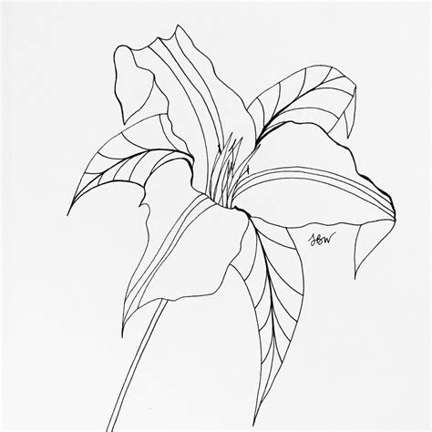 White Trillium Flower Sketch Coloring Page