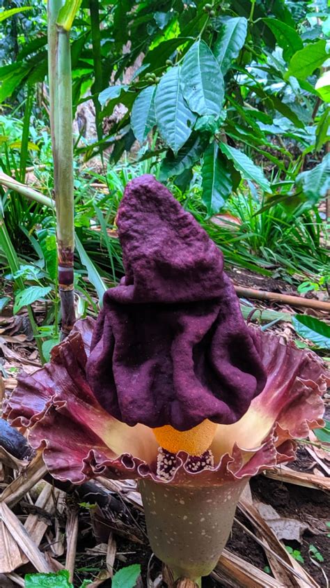 Kode alam kebun bunga : Sumsel : Bunga Raflesia Arnoldi Tumbuh di Kota Pagar Alam ...