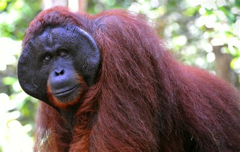 Bornean Orangutan Alchetron The Free Social Encyclopedia