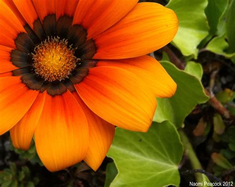 Gallery For Orange Flower Photography