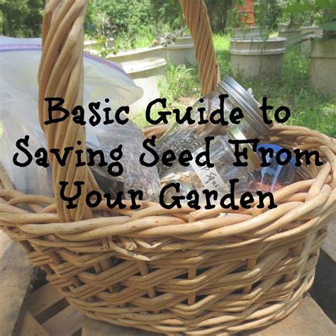 Basic Guide To Saving Seeds From Your Garden Saving Seeds From