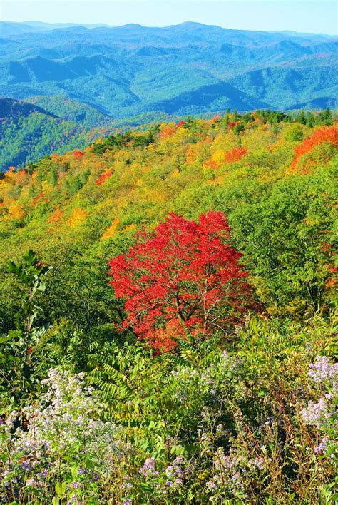 Fall Color Along The Blue Ridge Parkway In North Carolina Photo By