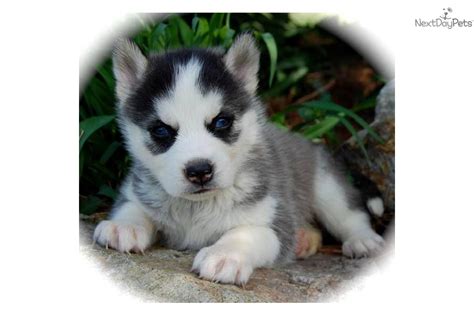 Siberian Husky Puppy For Sale Near Joplin Missouri