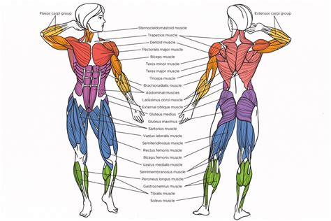Muscles Of The Human Body AD Editable Vector Illustration Totally