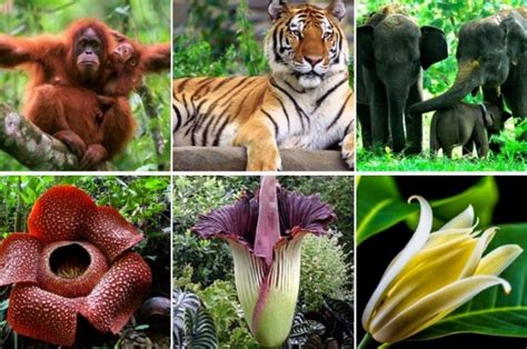 Jenis Jenis Flora Dan Fauna Di Indonesia Peralihan Paten Imagesee