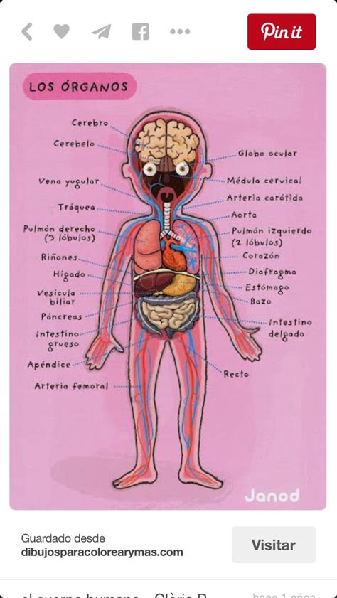 Dibujo Con Los órganos Del Cuerpo Humano Science Cuerpo Humano