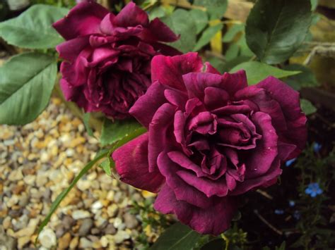Pink Climbing Roses For Doorway — Bbc Gardeners World Magazine