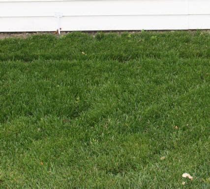 Rumput grinting (cynodondactylon) adalah jenis rumput yang memiliki kemampuan agak berlebihan dalam hal bertahan hidup dibandingkan rumput jenis lain seperti rumput teki,rumput gajah, rumput. FESCUEGRASS ~ Rumput